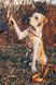 Повідець для собак водостійкий Waudog, 1,2 м * 1,5 см, помаранчевий 27314 фото 4