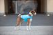 Курточка-накидка для собак Airyvest, XXS, блакитний 15402 фото 5