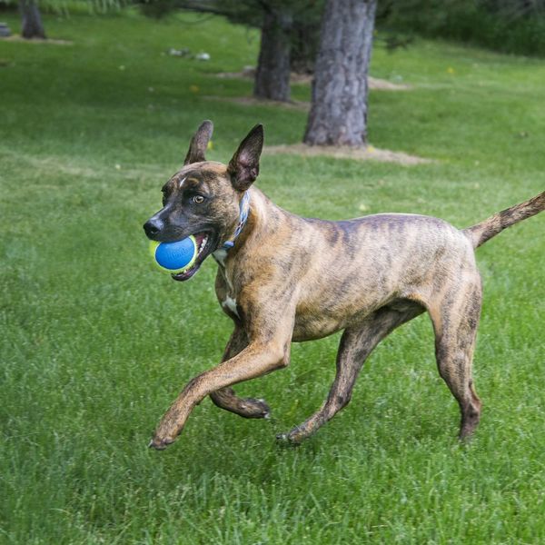 Іграшка для собак середніх порід М'яч-пискавка ультра Kong SqueakAir Ultra Ball, M 2034 фото