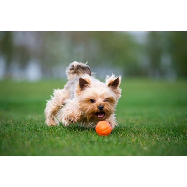 Іграшка для собак М'ячик Liker, 5 см 6298 фото