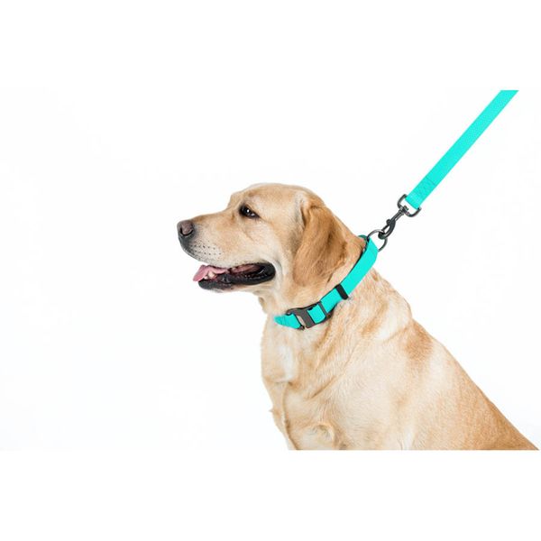 Повідець для собак водостійкий, світлонакопичувальний Waudog, 3 м * 2,5 см 2733 фото